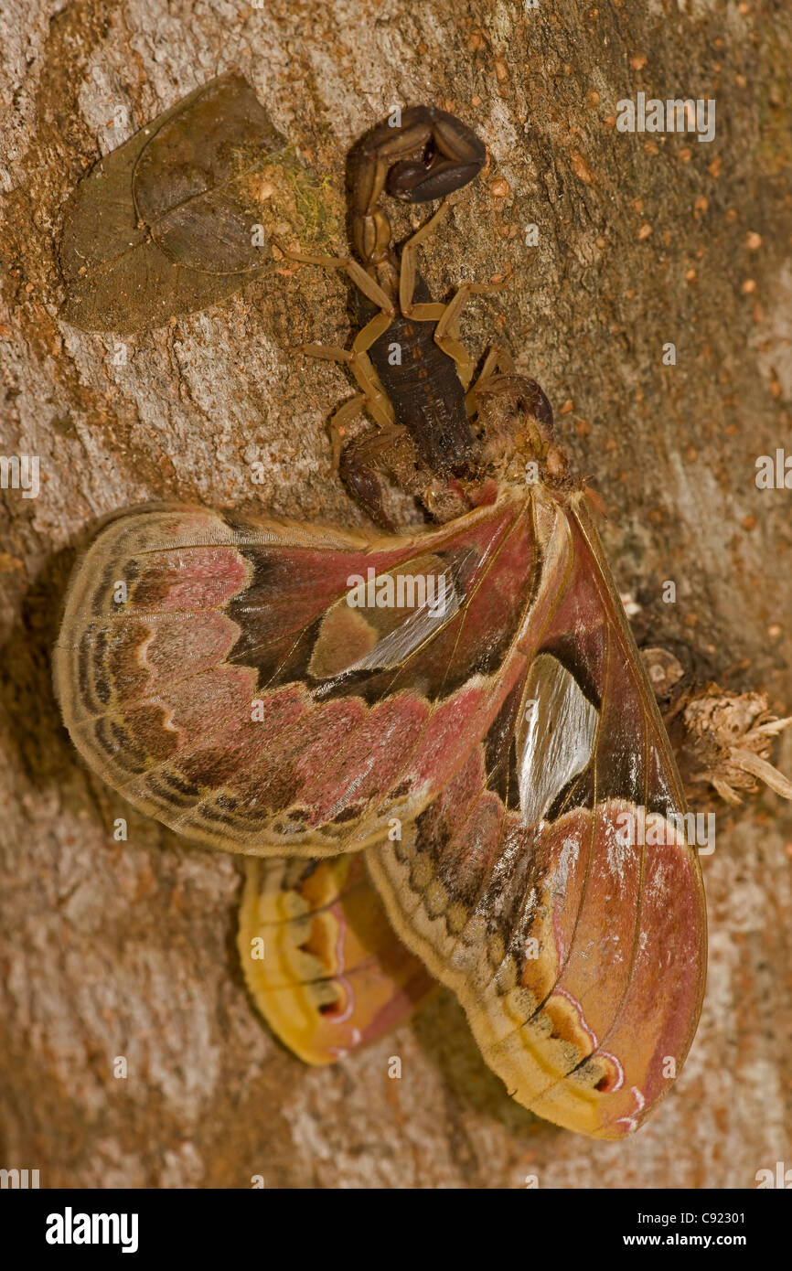 Central American Bark Scorpion -( Centruroides margaritatus) eating Lebeau's rothschildia (Rothschildia lebeau) Costa Rica Stock Photo