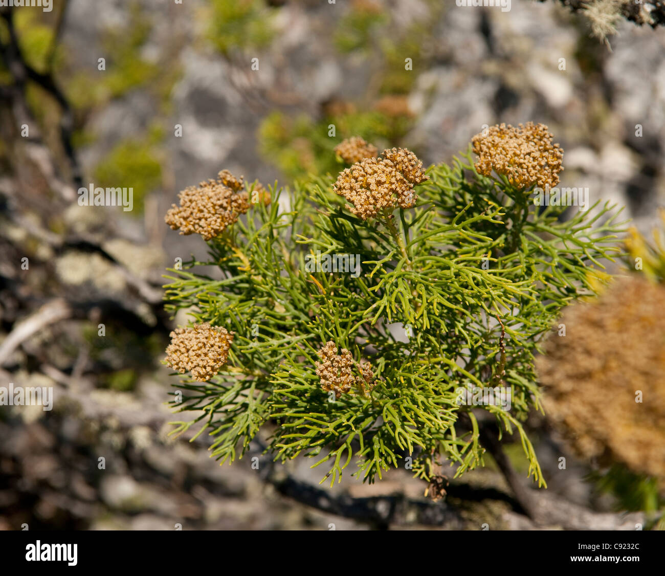 Peninsula Sandstone Fynbos is a unique and endangered vegetation type