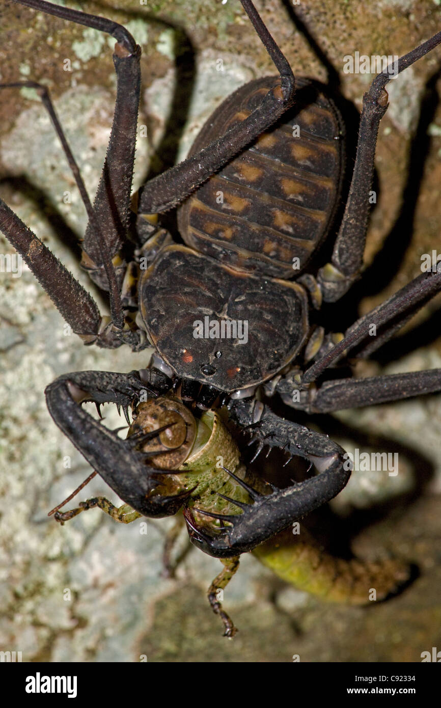 Tail-less whip scorpion - (Phrynus whitei) - Costa Rica - Amblypygid - tropical dry forest - Santa Rosa national park Stock Photo