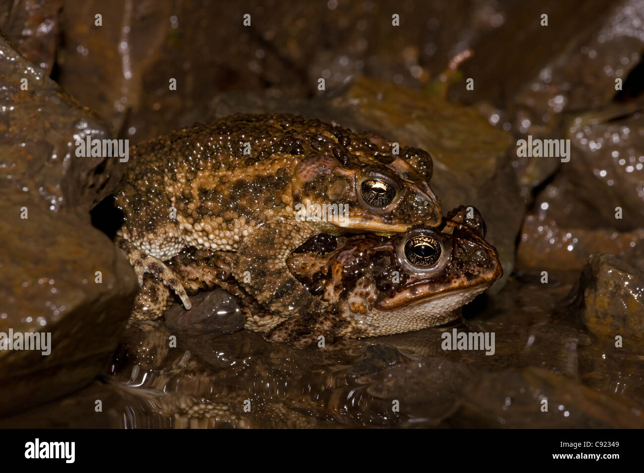 Southern Roundgland Toads - (Incilius coccifer) - Costa Rica - pair in amplexus - Tropical dry forest - Stock Photo