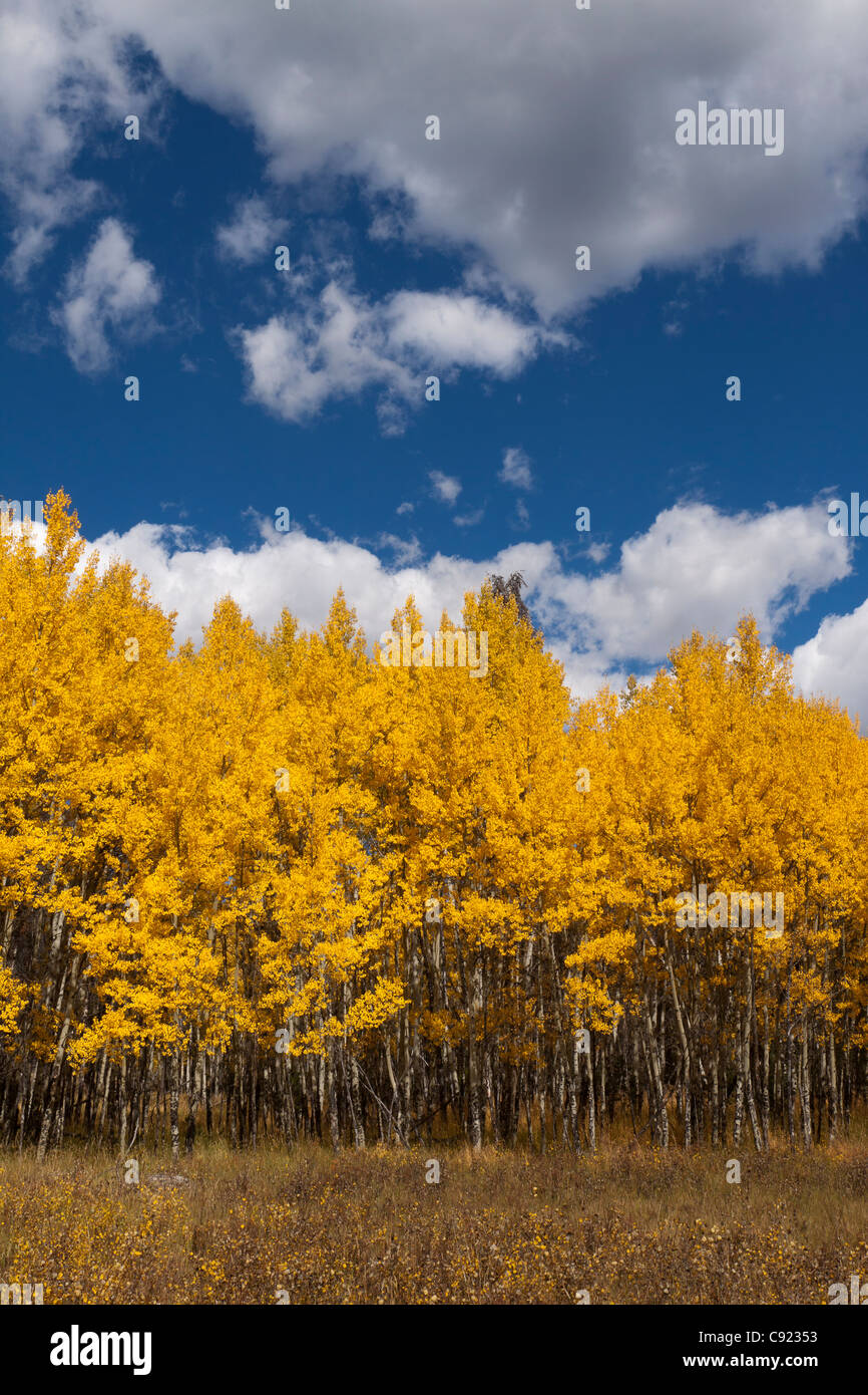 Aspen trees yellow leaves hi-res stock photography and images - Alamy