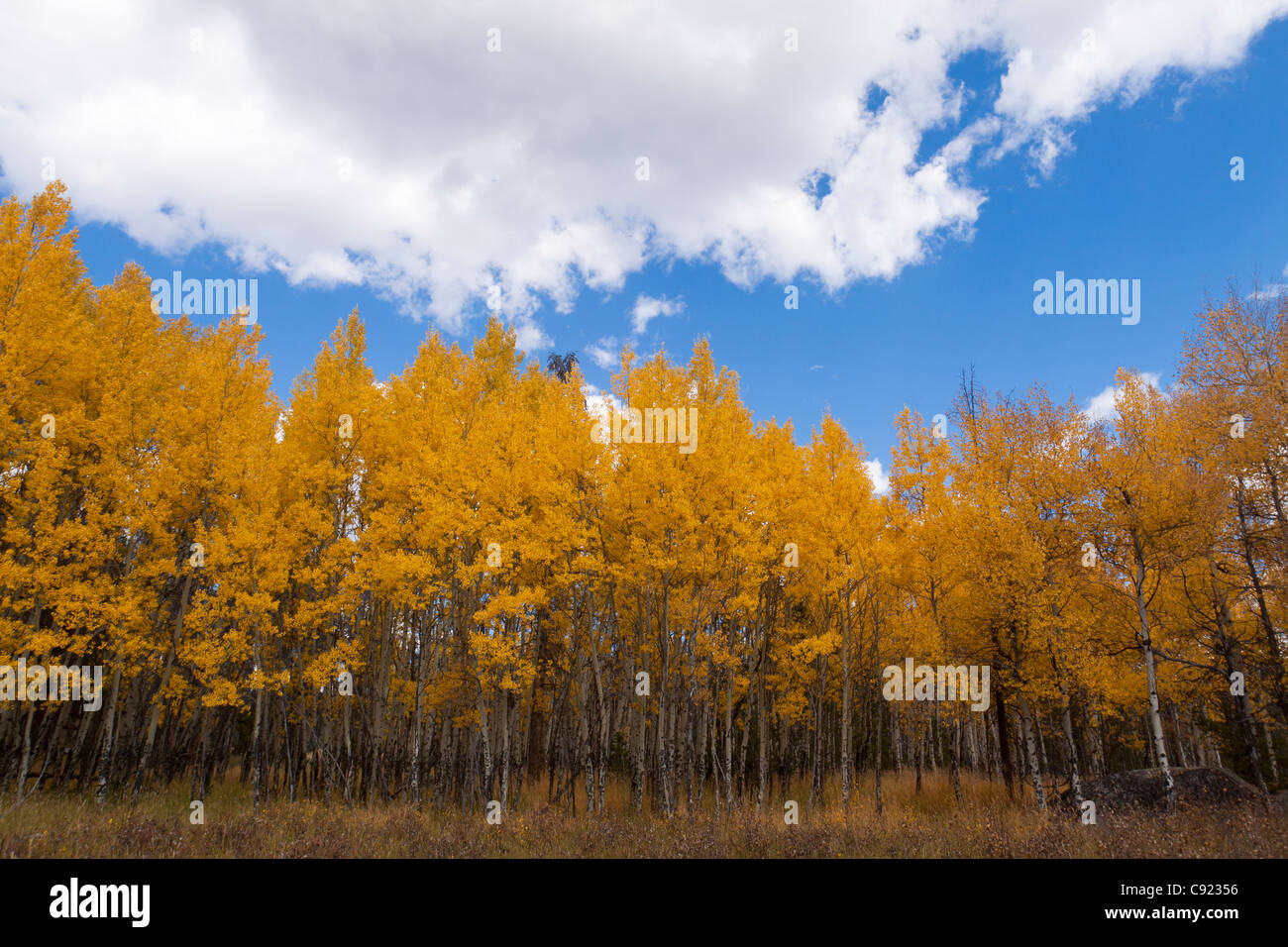 Grove of aspen trees with glowing yellow leaves growing in a grassy