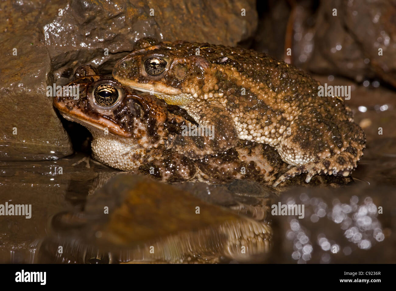 Southern Roundgland Toads (Incilius coccifer) Costa Rica pair in
