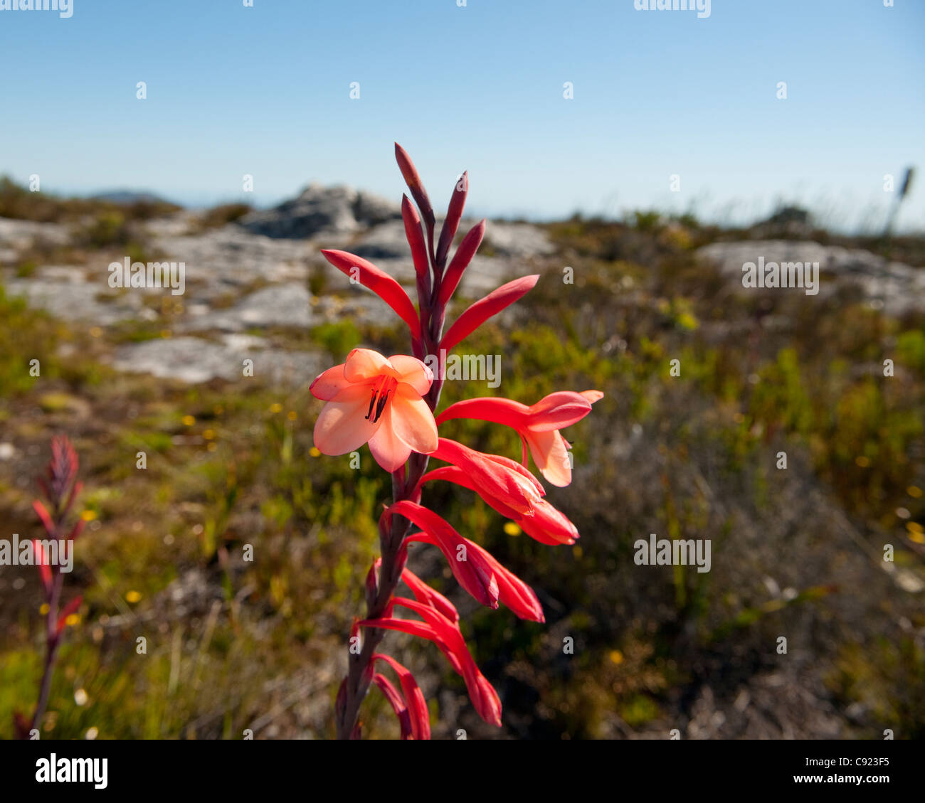 Watsonia Tabularis or the Table Mountain Watsonia is a hardy flowering group of plants common to the niche environment of Table Stock Photo