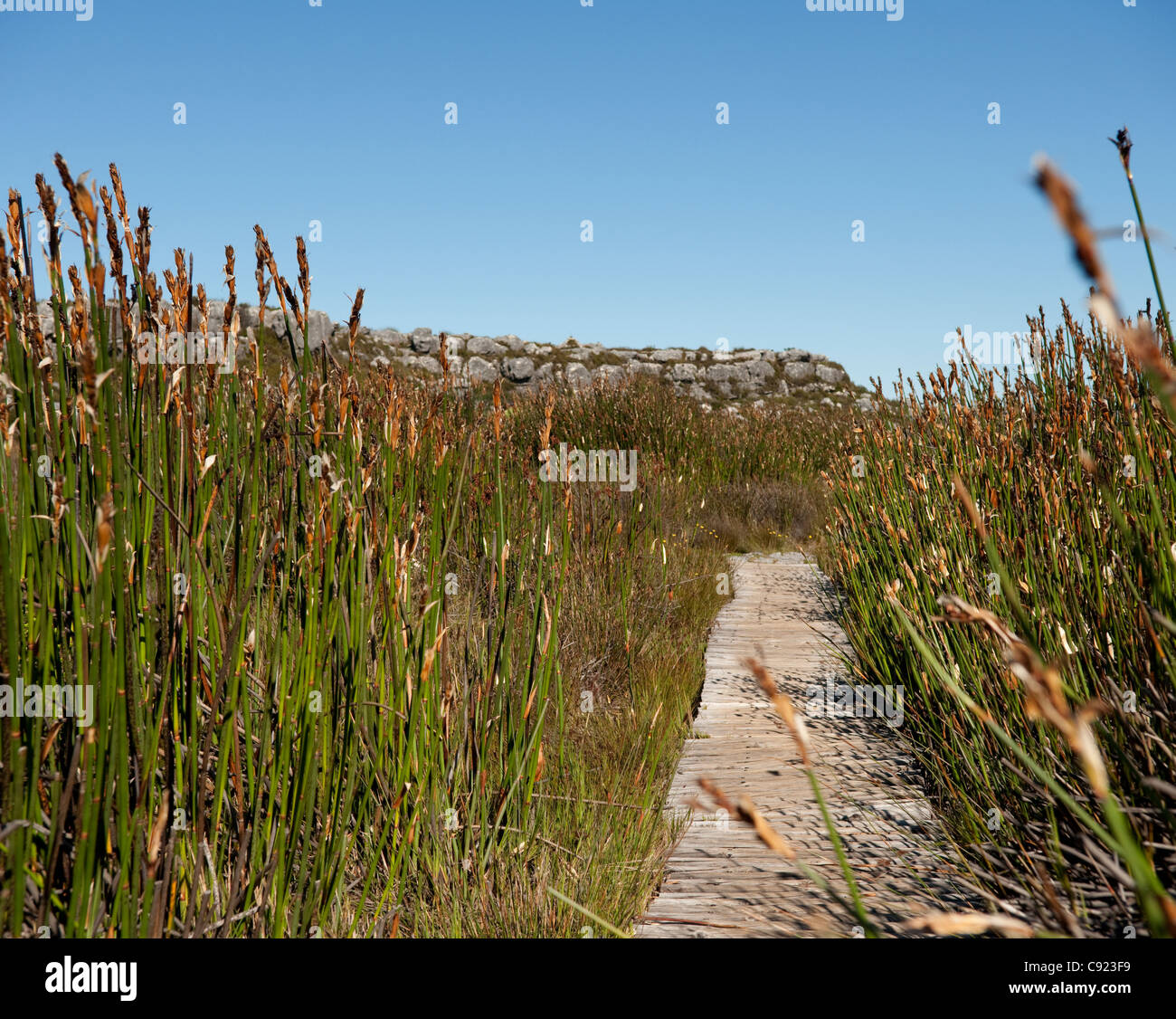 fynbos-table-mountain-high-resolution-stock-photography-and-images-alamy