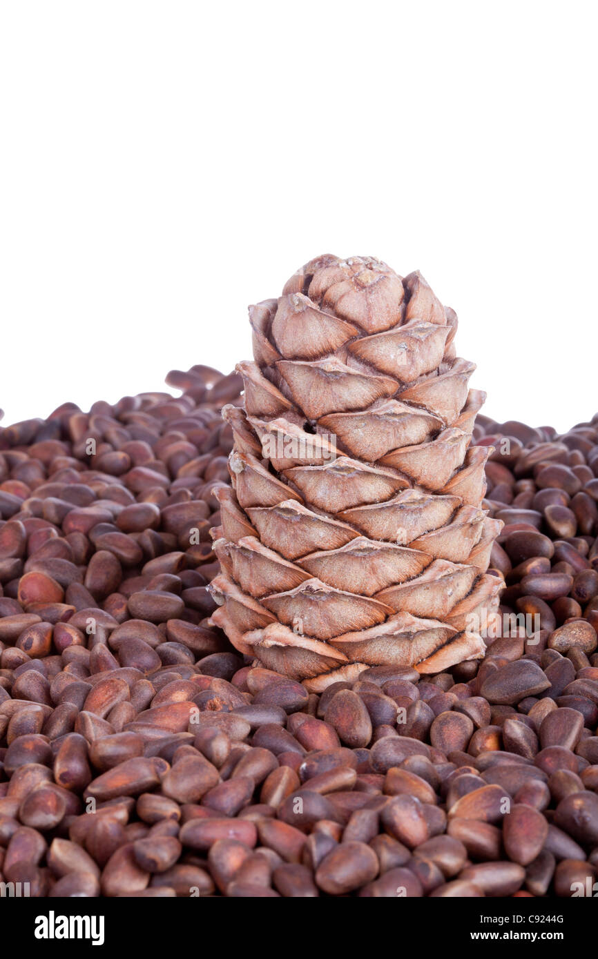 Siberian pine cone isolated on white Stock Photo