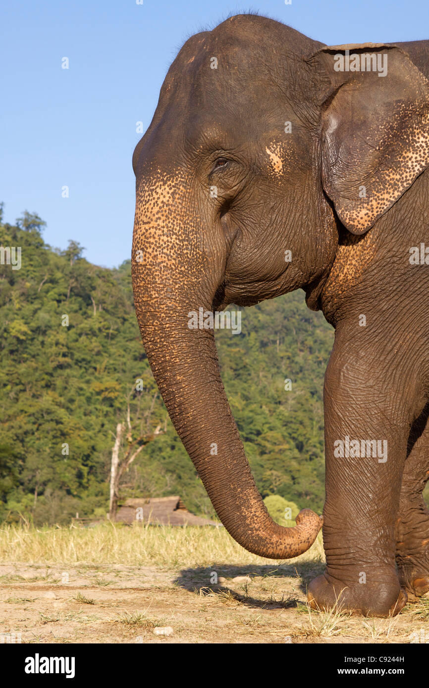Rescued Asian elephant (Elephas maximus) at the Elephant Nature Park the only sanctuary for Asian elephants in Stock Photo