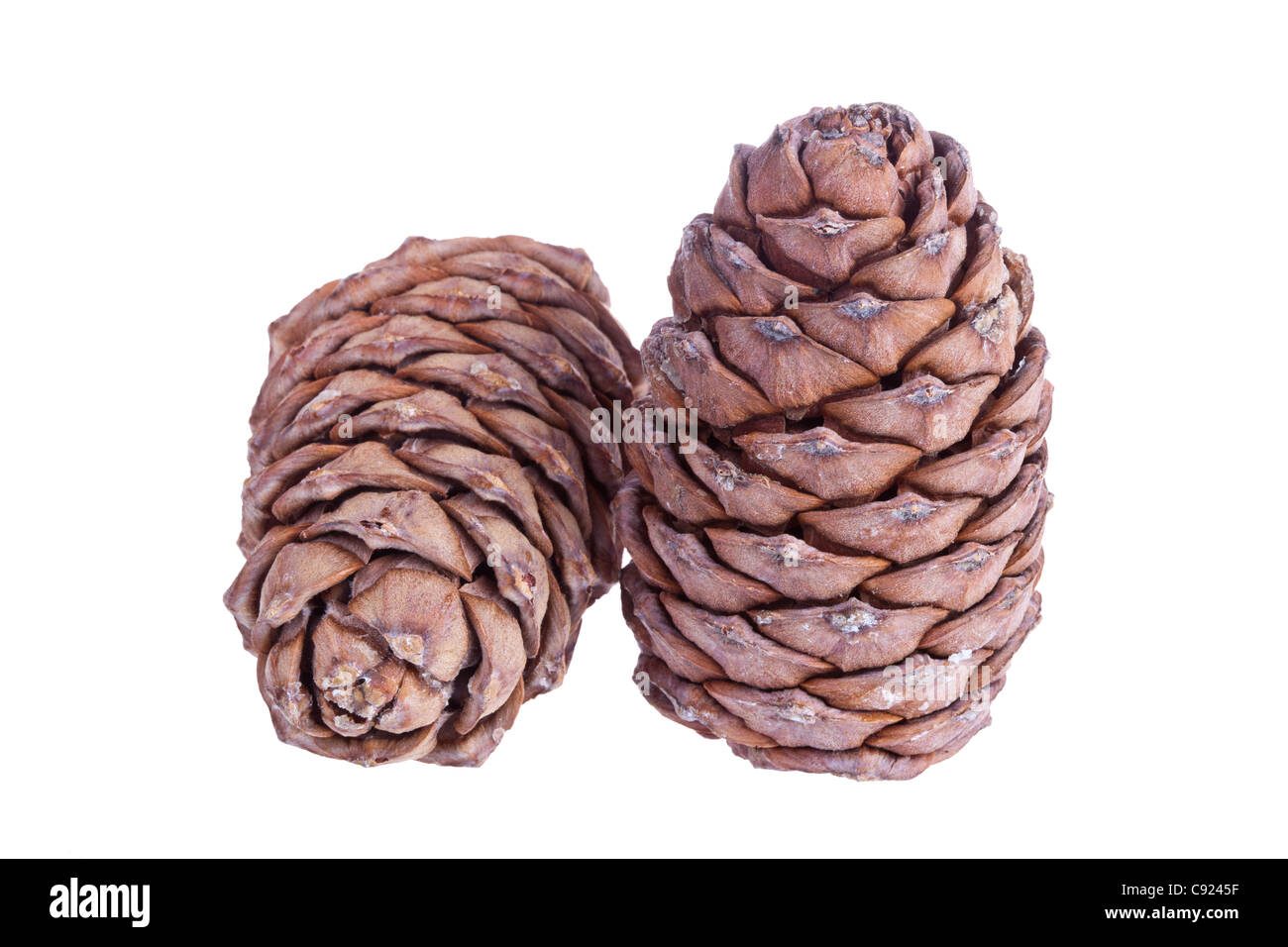 Siberian pine cone isolated on white Stock Photo