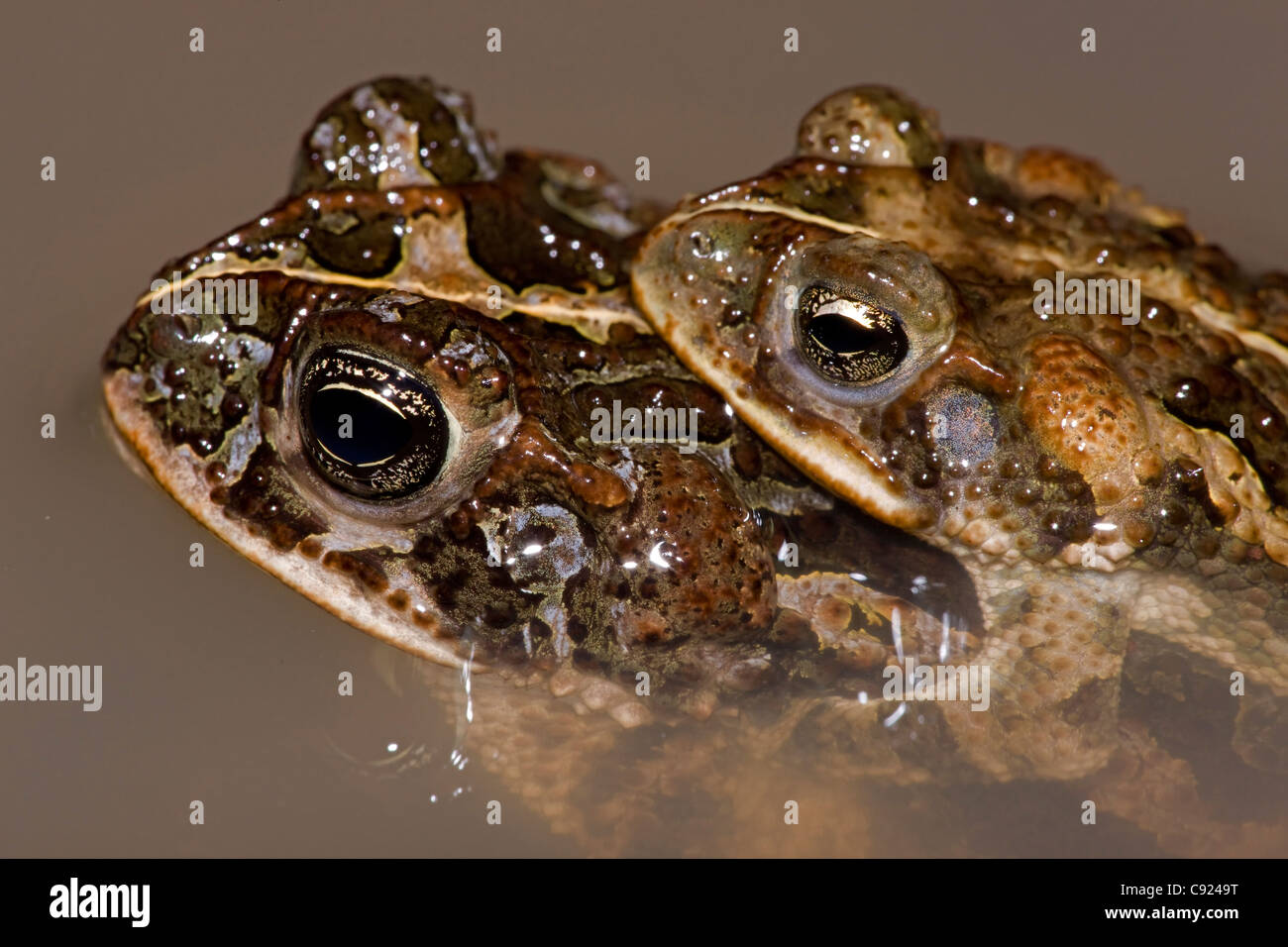 Southern Roundgland Toads - (Incilius coccifer) - Costa Rica - pair in amplexus - Tropical dry forest - Stock Photo