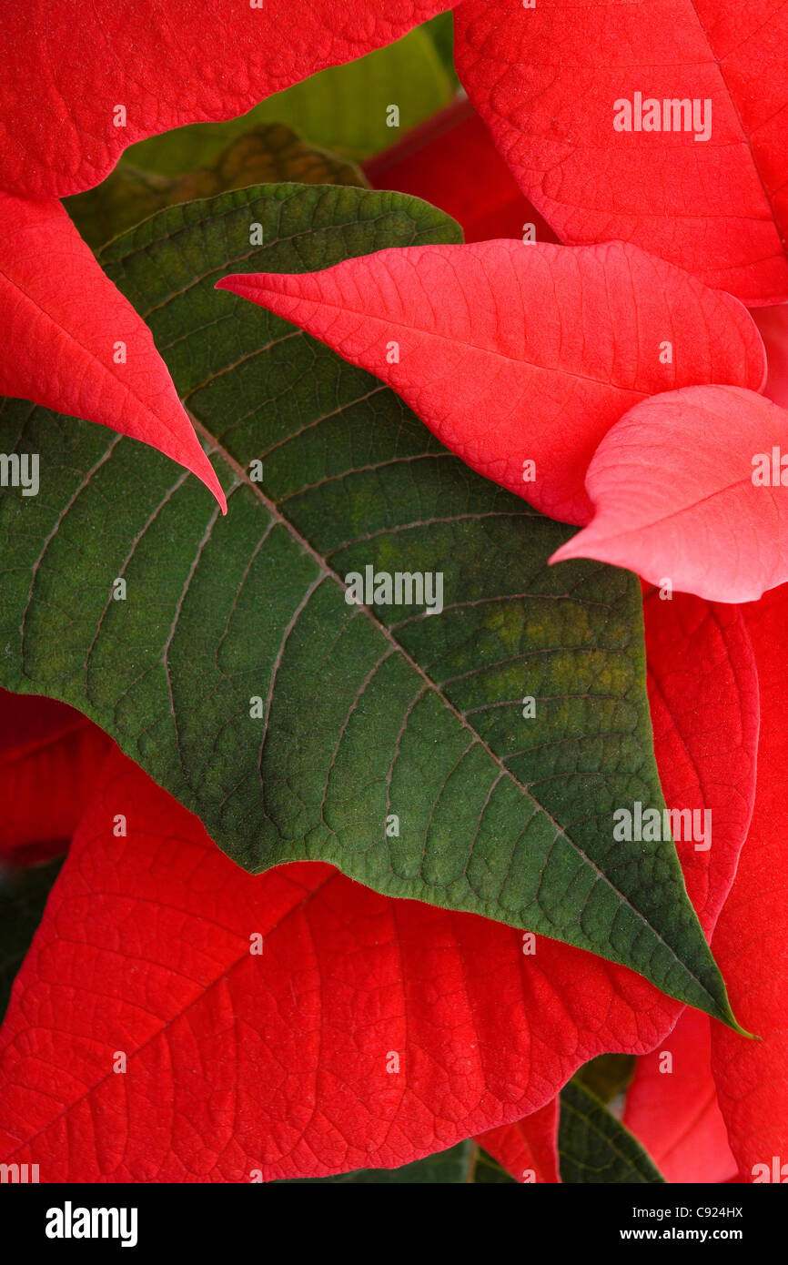 Closeup of Poinsetta Christmas plant leaves studio portrait Stock Photo