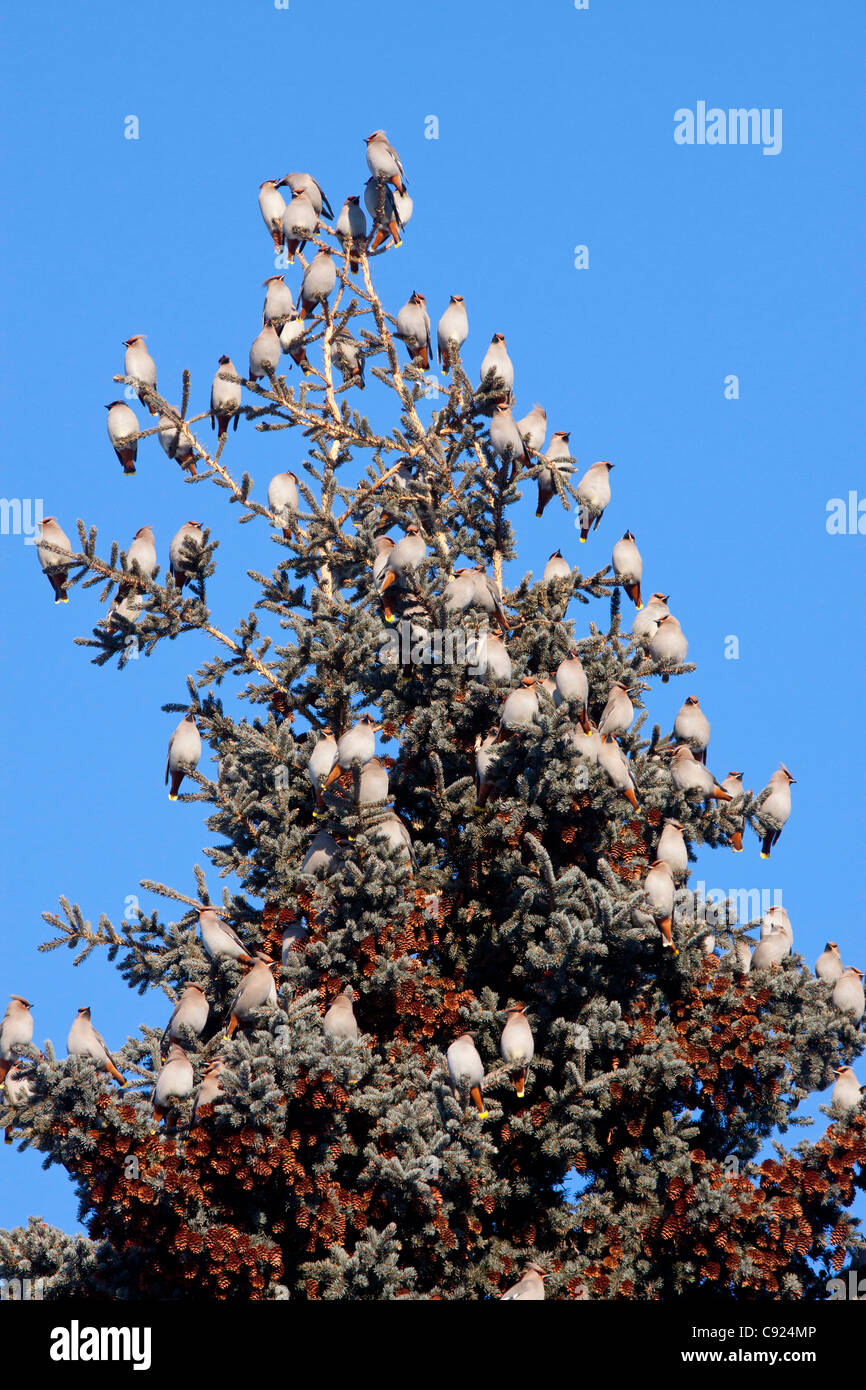 A flock of Bohemian Waxwings perch in a Spruce tree in Anchorage, Southcentral Alaska, Winter Stock Photo