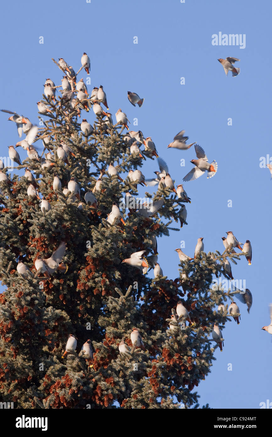 A flock of Bohemian Waxwings perch in a Spruce tree in Anchorage, Southcentral Alaska, Winter Stock Photo