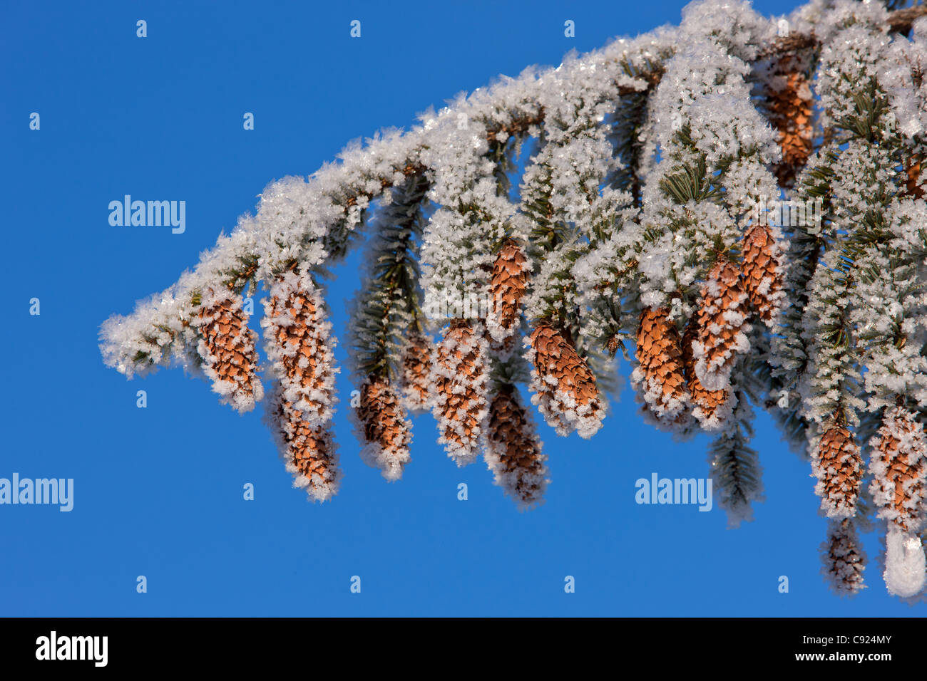 Close up of frost covered branch and cones of a Sitka Spruce, Alaska, Winter Stock Photo