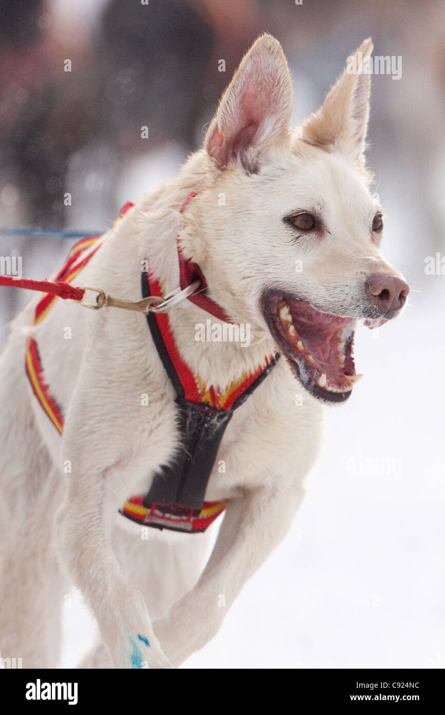 Dog mushing alaska hires stock photography and images Alamy