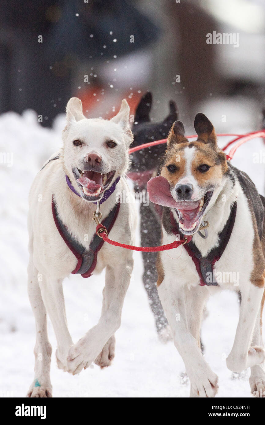 Mushing dogs hires stock photography and images Alamy