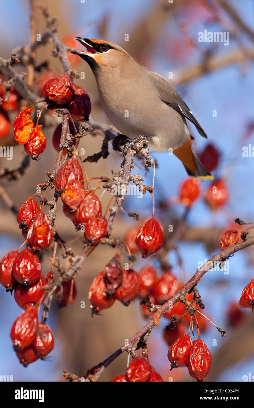 A Bohemian Waxwing perched on a branch eats red crabapple fruit