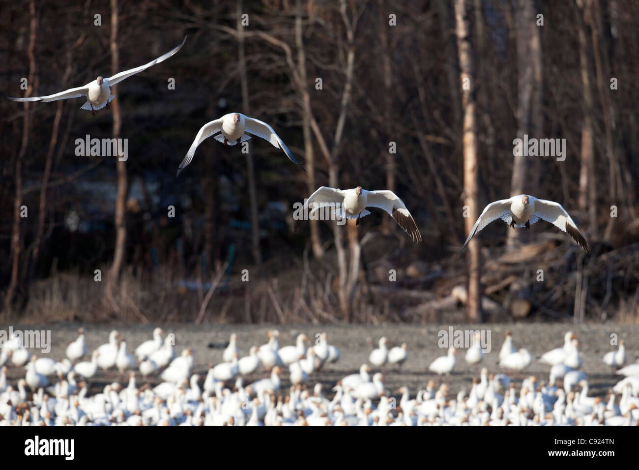Four Snow geese prepare to land amongst a flock of geese near Palmer