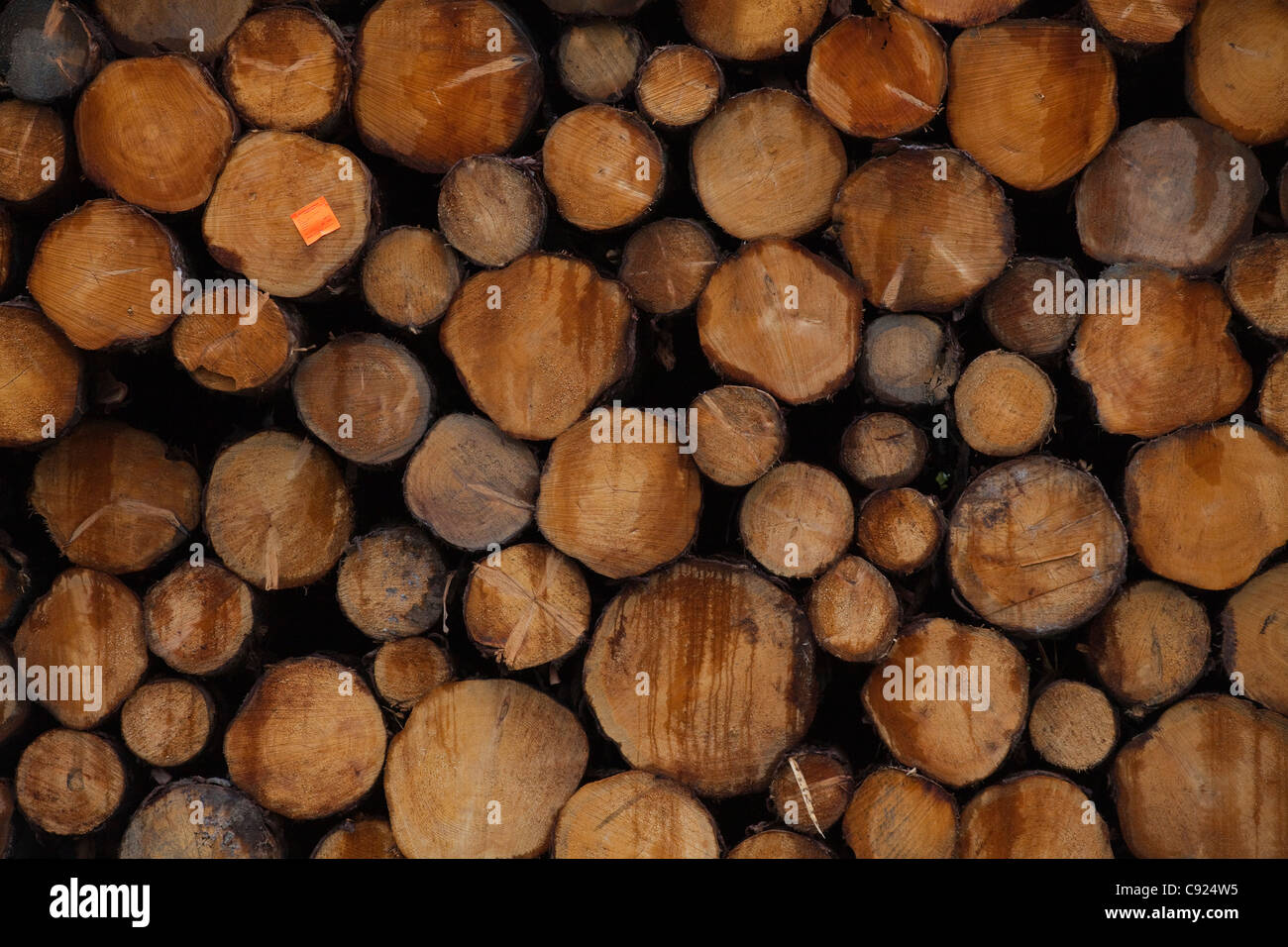 Stacked Sitka Spruce logs harvested from Chiniak area, Kodiak Island, Southwest Alaska Stock Photo