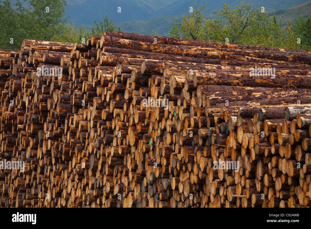 Stacked Sitka Spruce logs harvested from Chiniak area, Kodiak Island, Southwest Alaska Stock Photo