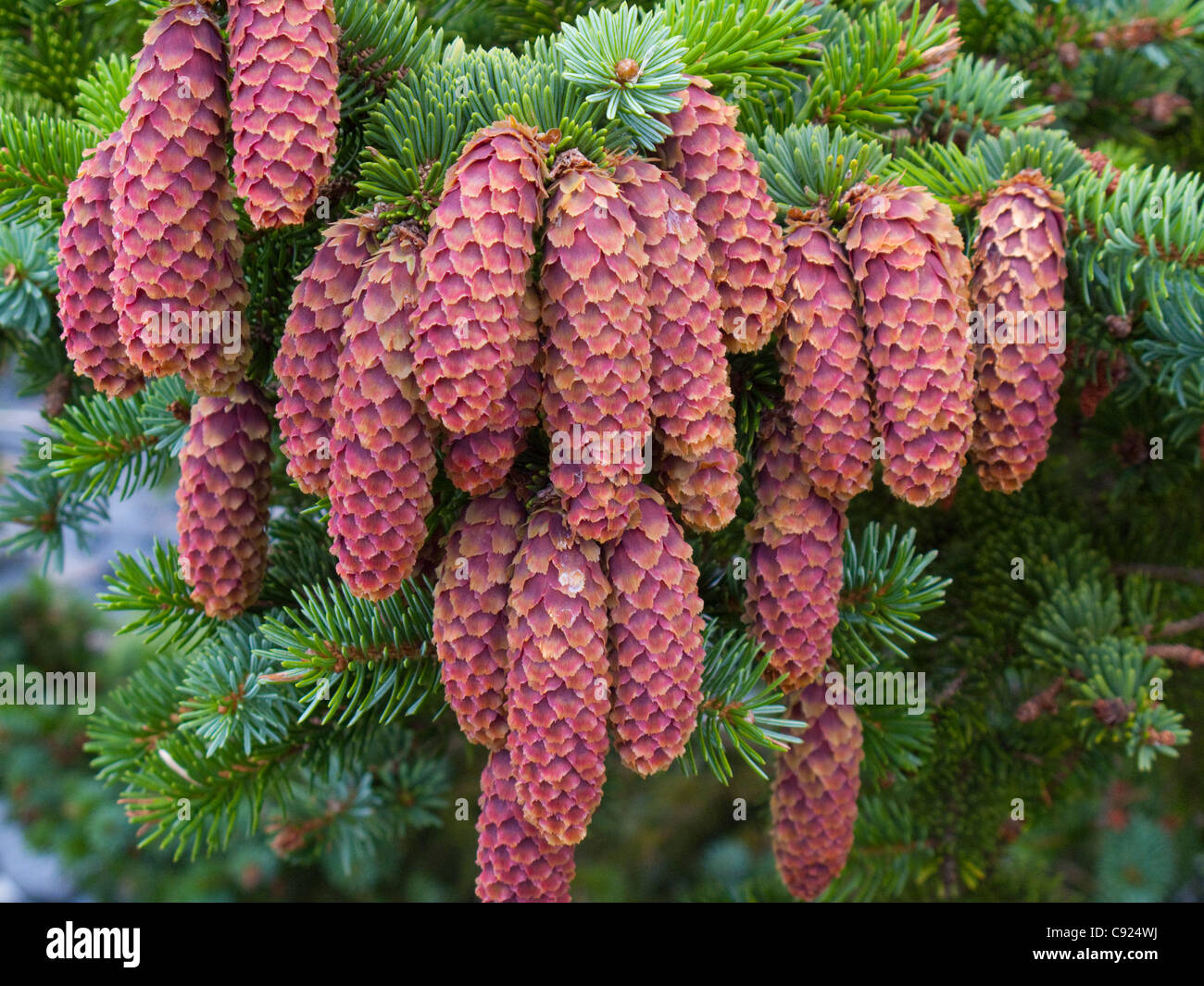 Close up of Sitka Spruce and cones, Kodiak Island, Summer Stock Photo