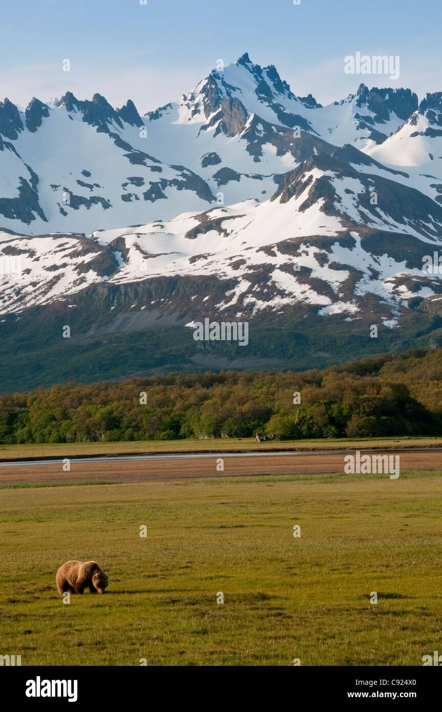 Grizzly bear walking in a grassy field with mountains in the background, Swikshak, Katami coast, Alaska Peninsula, Alaska Stock Photo