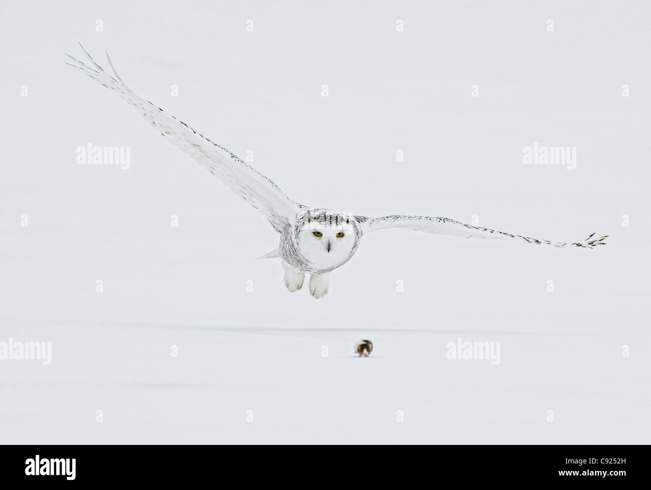 Female Snowy Owl swoops down to catch a lemming on top of the snow, Saint-Barthelemy, Quebec, Canada, Winter Stock Photo