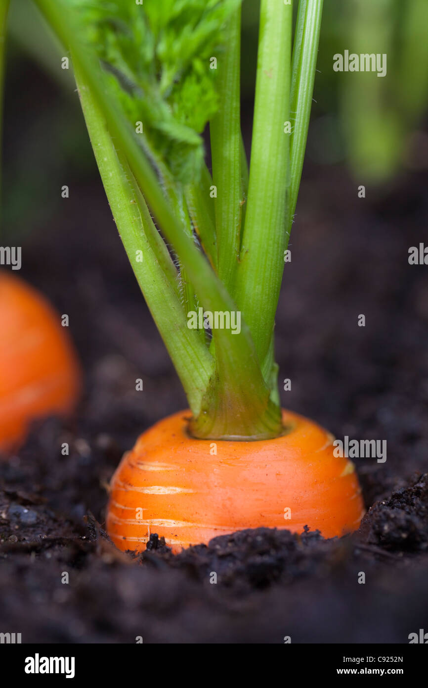 Macro of carrots growing in soil in a garden, Kodiak Island, Southwest Alaska, Summer Stock Photo