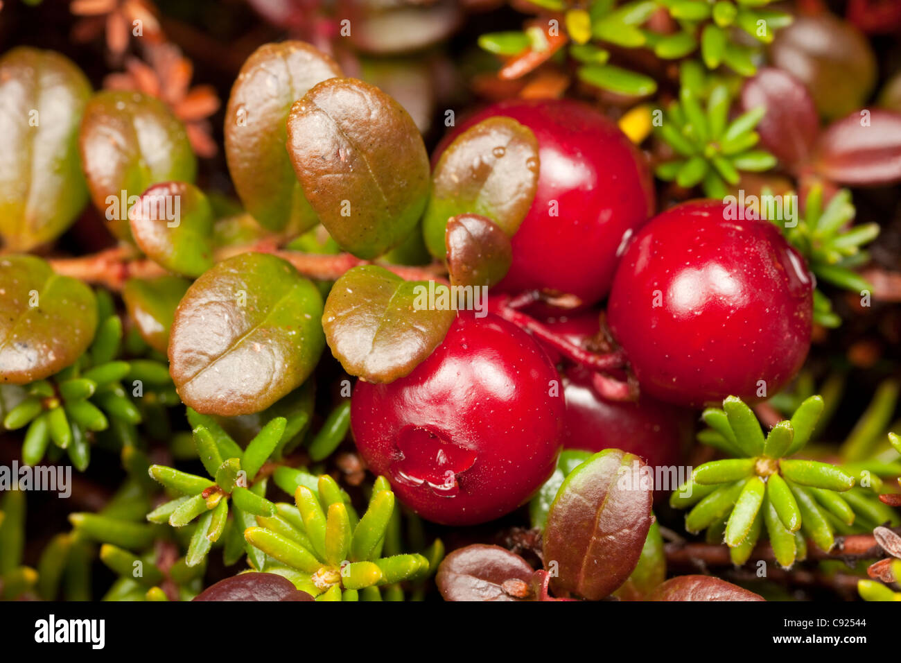 Macro view of Lowbush Cranberry growing in alpine area on Pillar Mountain, Kodiak Island, Southwest Alaska Stock Photo