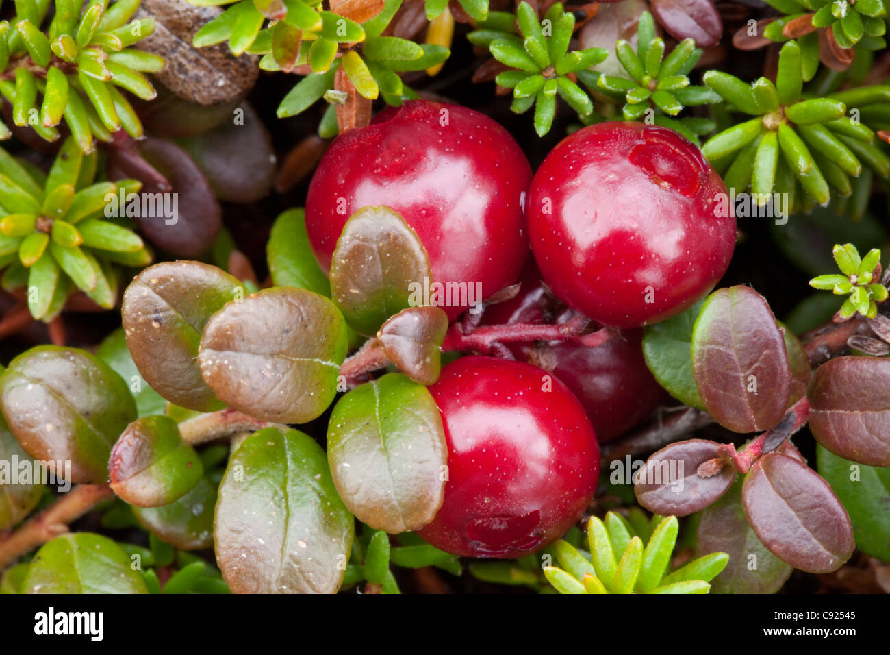 Macro view of Lowbush Cranberry growing in alpine area on Pillar Mountain, Kodiak Island, Southwest Alaska Stock Photo