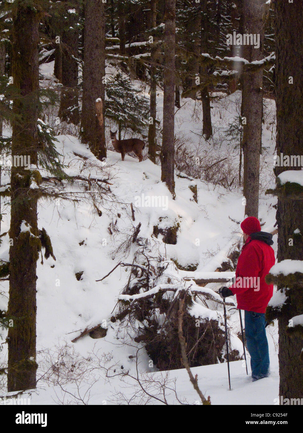 Man watching a Sitka Blacktail Deer while hiking in snow-covered in Fort Abercrombie State Historical Park, Alaska Stock Photo