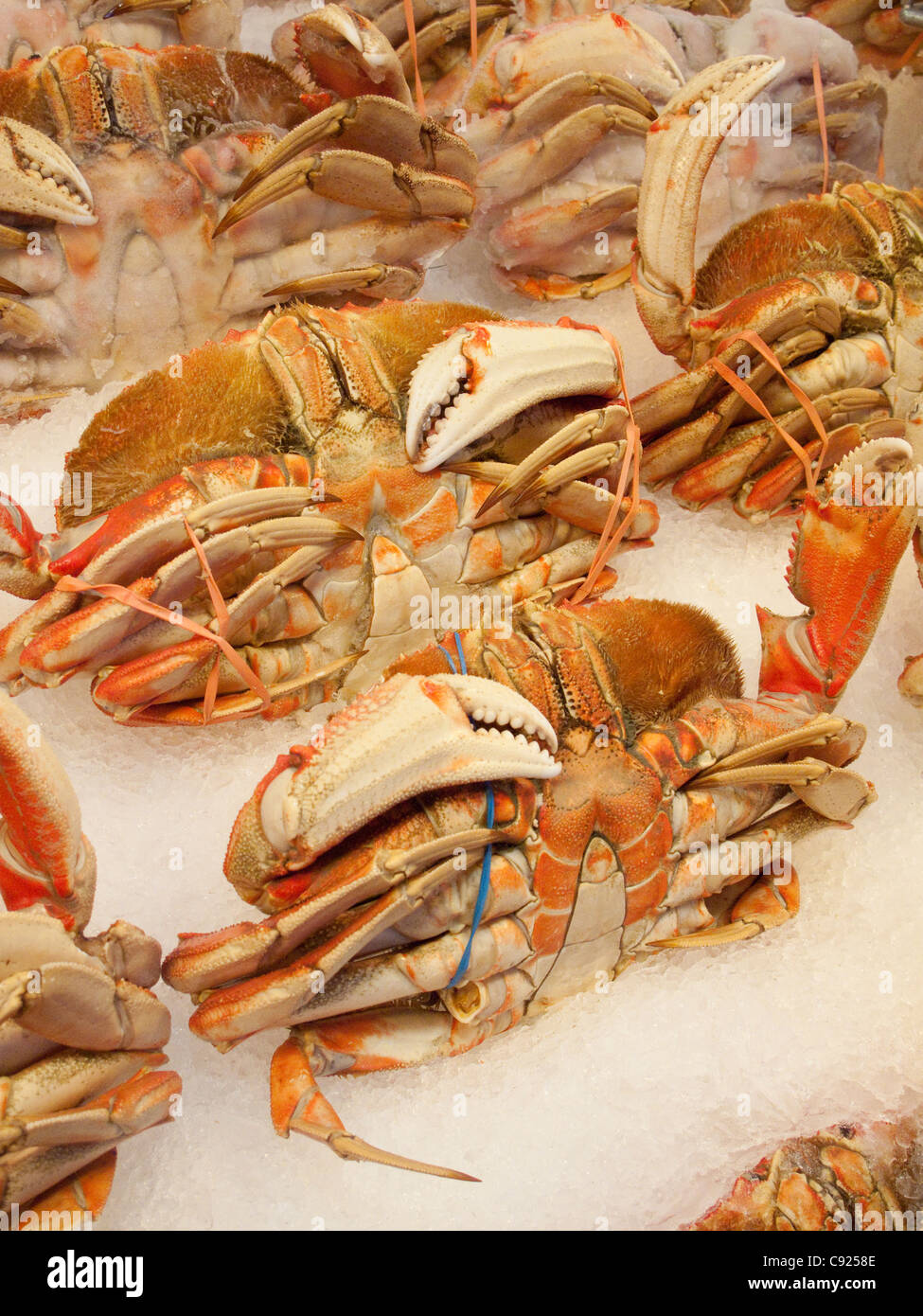 Close up of a whole, cooked Dungeness Crab displayed on ice, Pike Place Market, Seattle, Washington. Stock Photo