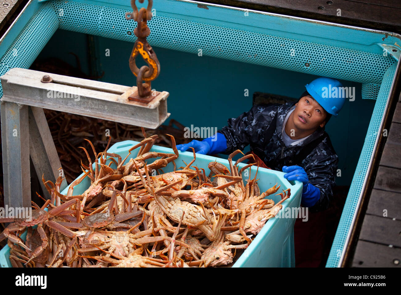 Filling tote with Tanner Crab from inside fishing vessel's hold, Kodiak