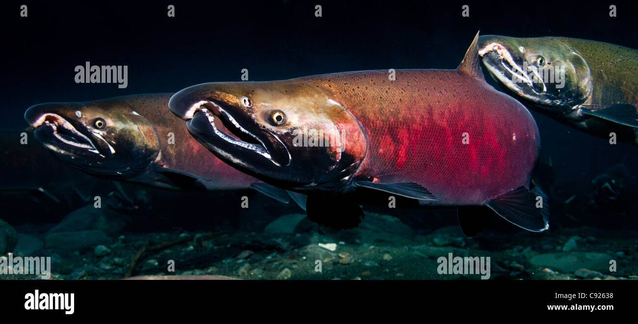 Underwater view of mature Coho salmon males on the spawning ground in Power Creek, Prince William Sound, Alaska Stock Photo