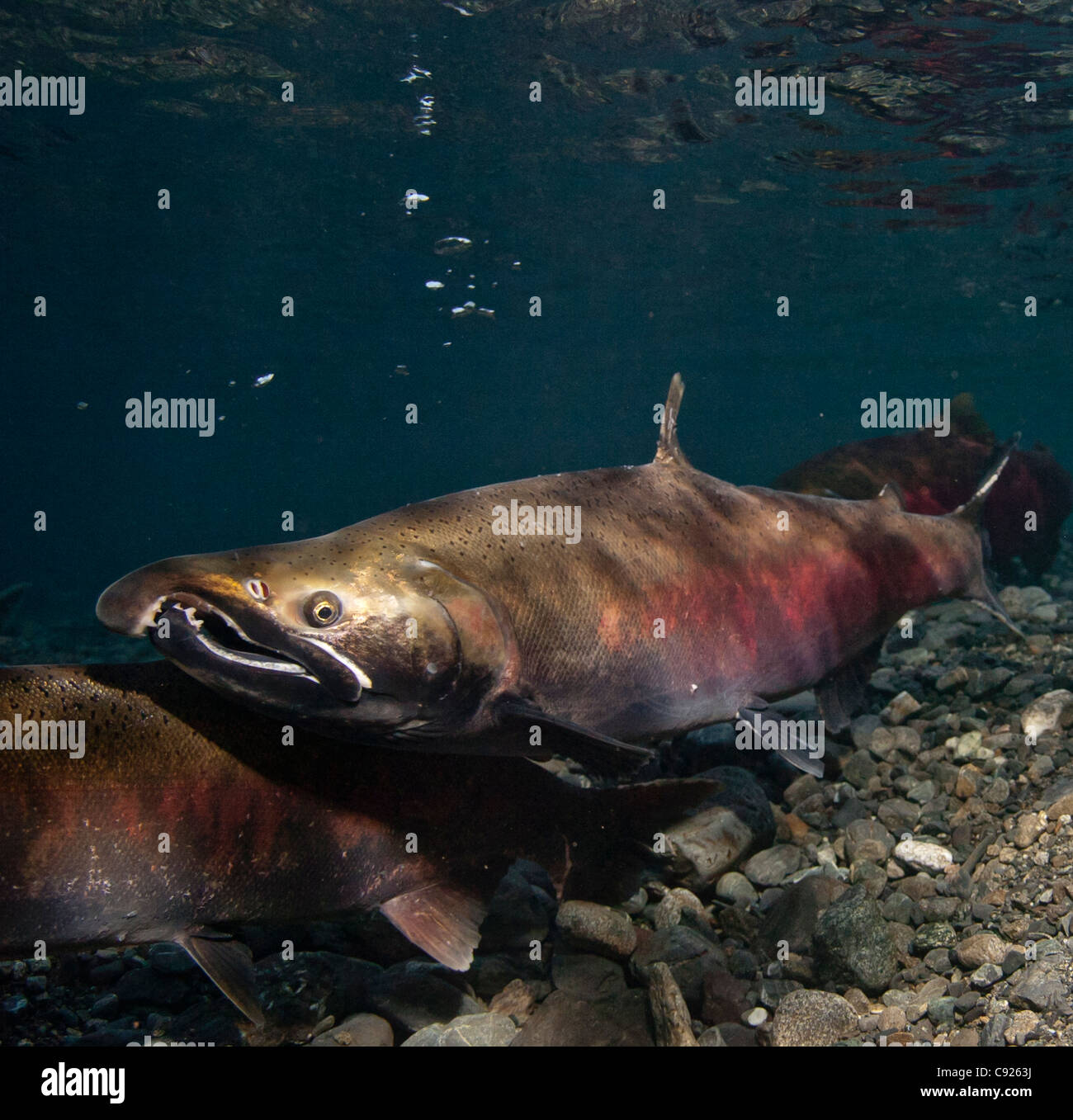 Underwater view of Coho salmon in Power Creek spawning grounds, Copper