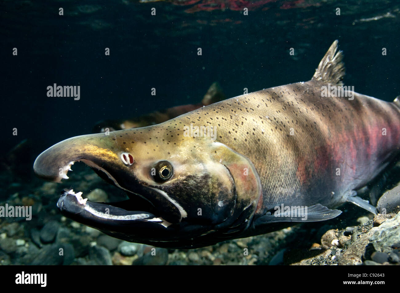 Underwater view of Coho salmon in Power Creek spawning grounds, Copper