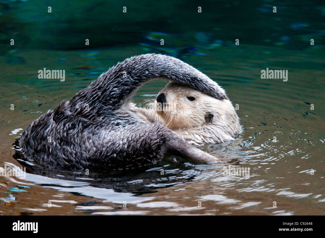 CAPTIVE Close up of a sea otter with its tail touching the top of its