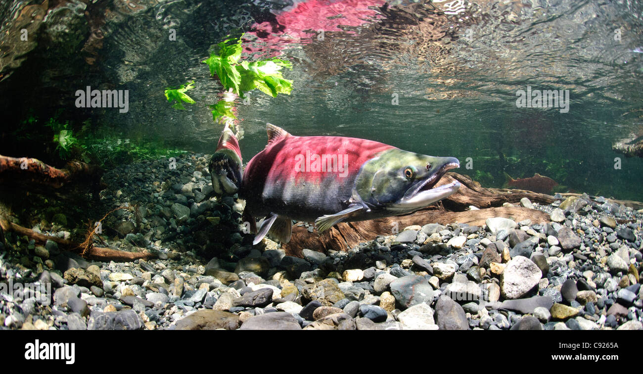 Underwater view of Sockeye salmon in Power Creek spawning grounds, Copper River Delta near Cordova, Prince William Sound, Alaska Stock Photo