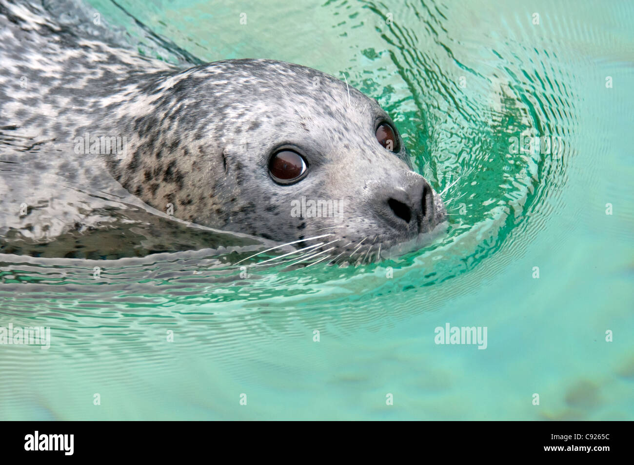 CAPTIVE Close up of a harbor seal swimming, Point Defiance Zoo, Tacoma, Washington, USA Stock Photo