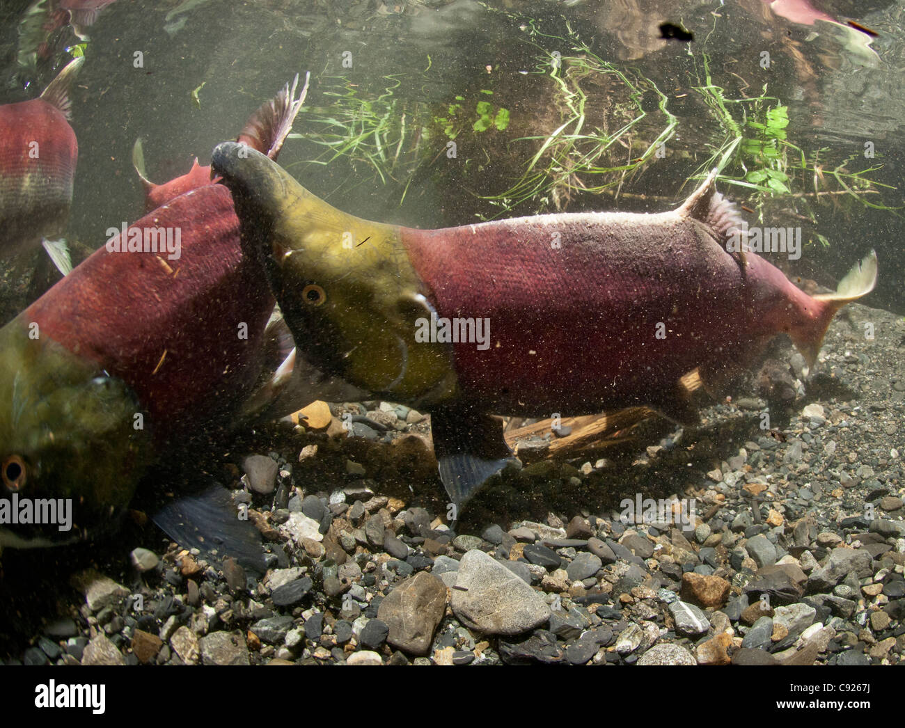 Underwater view of fighting Sockeye salmon in Power Creek spawning grounds, Copper River Delta, Prince William Sound, Alaska Stock Photo