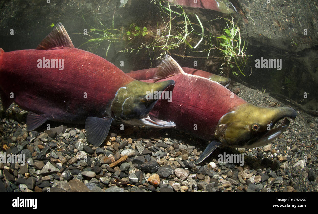 Underwater view of fighting Sockeye salmon in Power Creek spawning grounds, Copper River Delta, Prince William Sound, Alaska Stock Photo