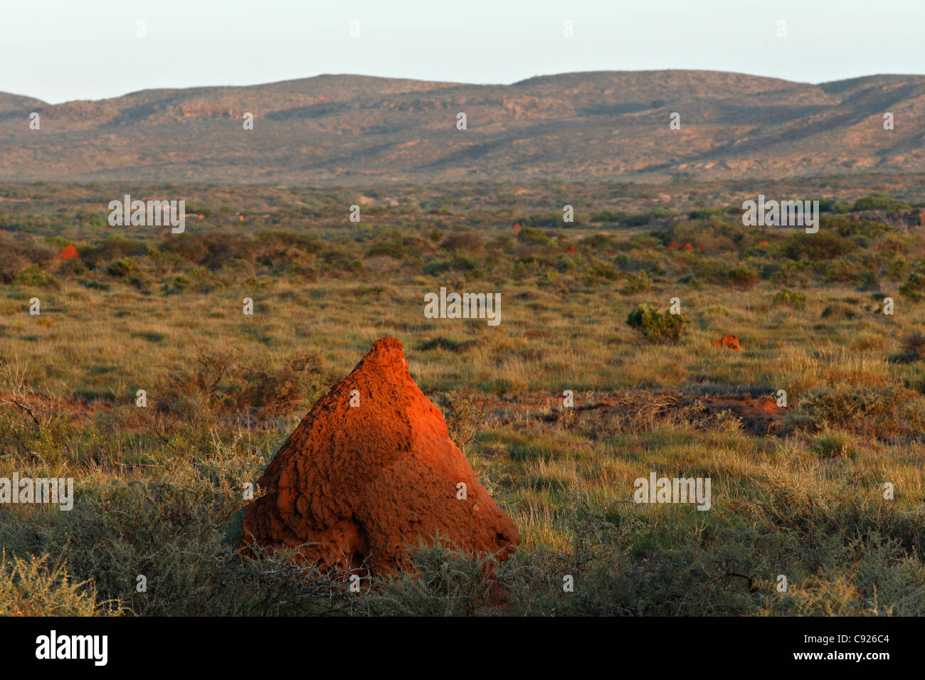 Red Termite Mound in Australian outback landscape, Exmouth Western Australia Stock Photo