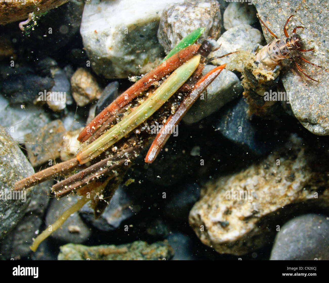 Underwater view of two caddisfly larvae in the gravel of Power Creek, Copper River Delta,Prince William Sound, Alaska Stock Photo