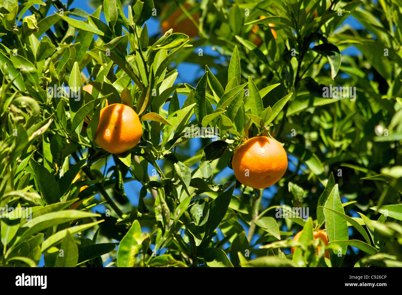 Orange tree with fruit in the afternoon sun with blue sky above