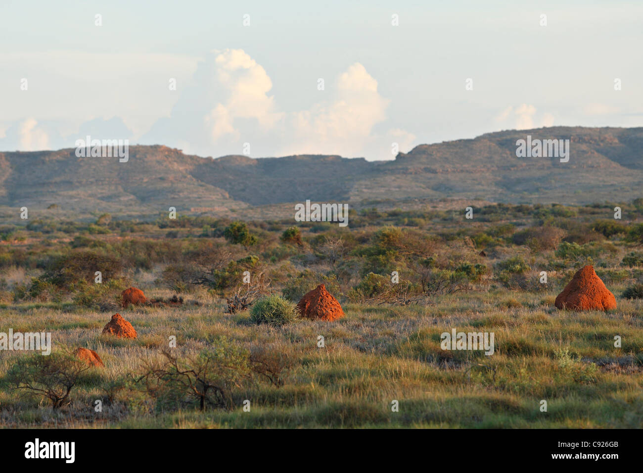 Red Termite Mounds in Australian outback landscape, Exmouth Western Australia Stock Photo