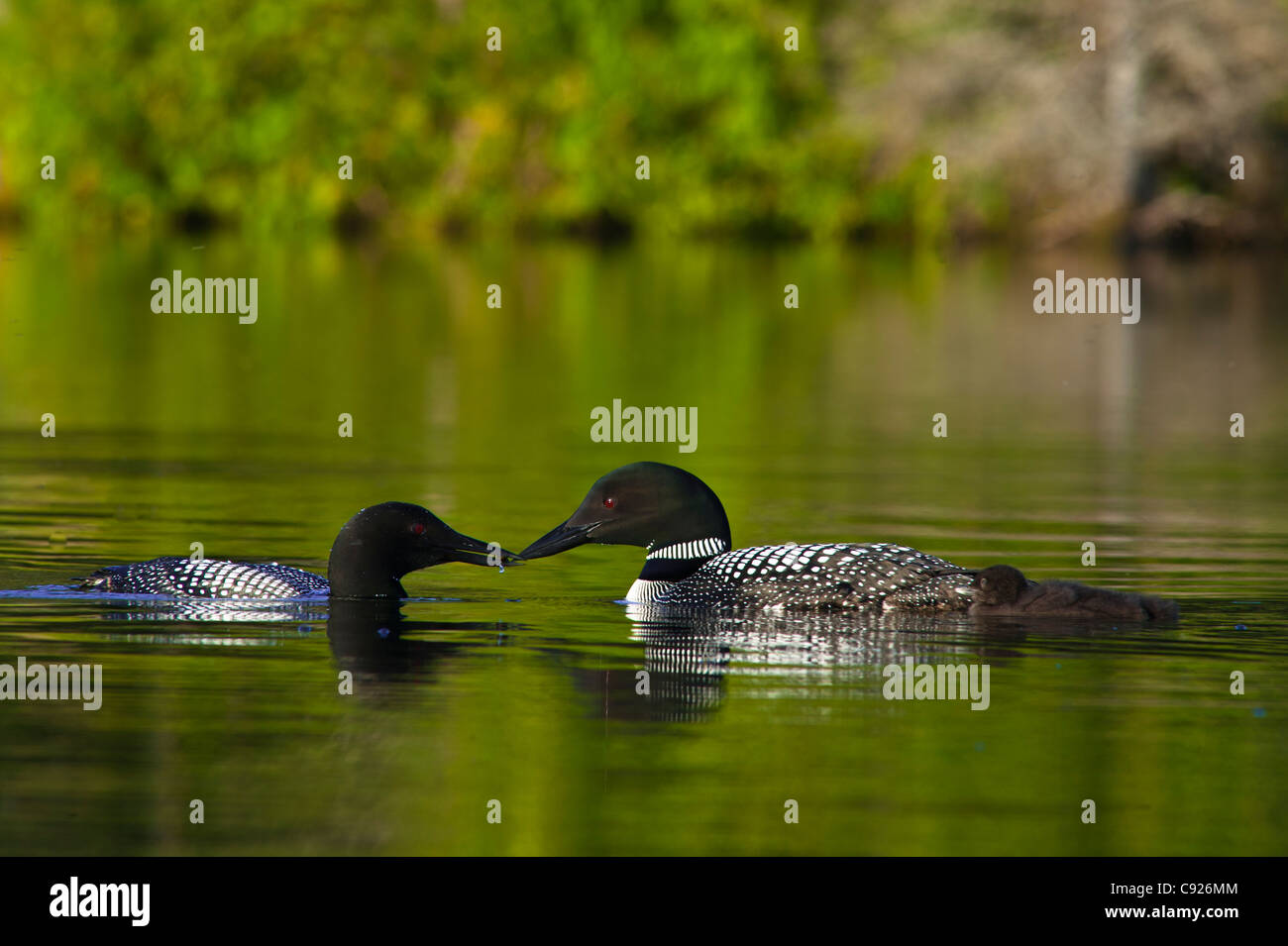 Close up view of two Common Loons feeding their chick on Beach Lake, Chugach State Park, Southcentral Alaska, Summer Stock Photo