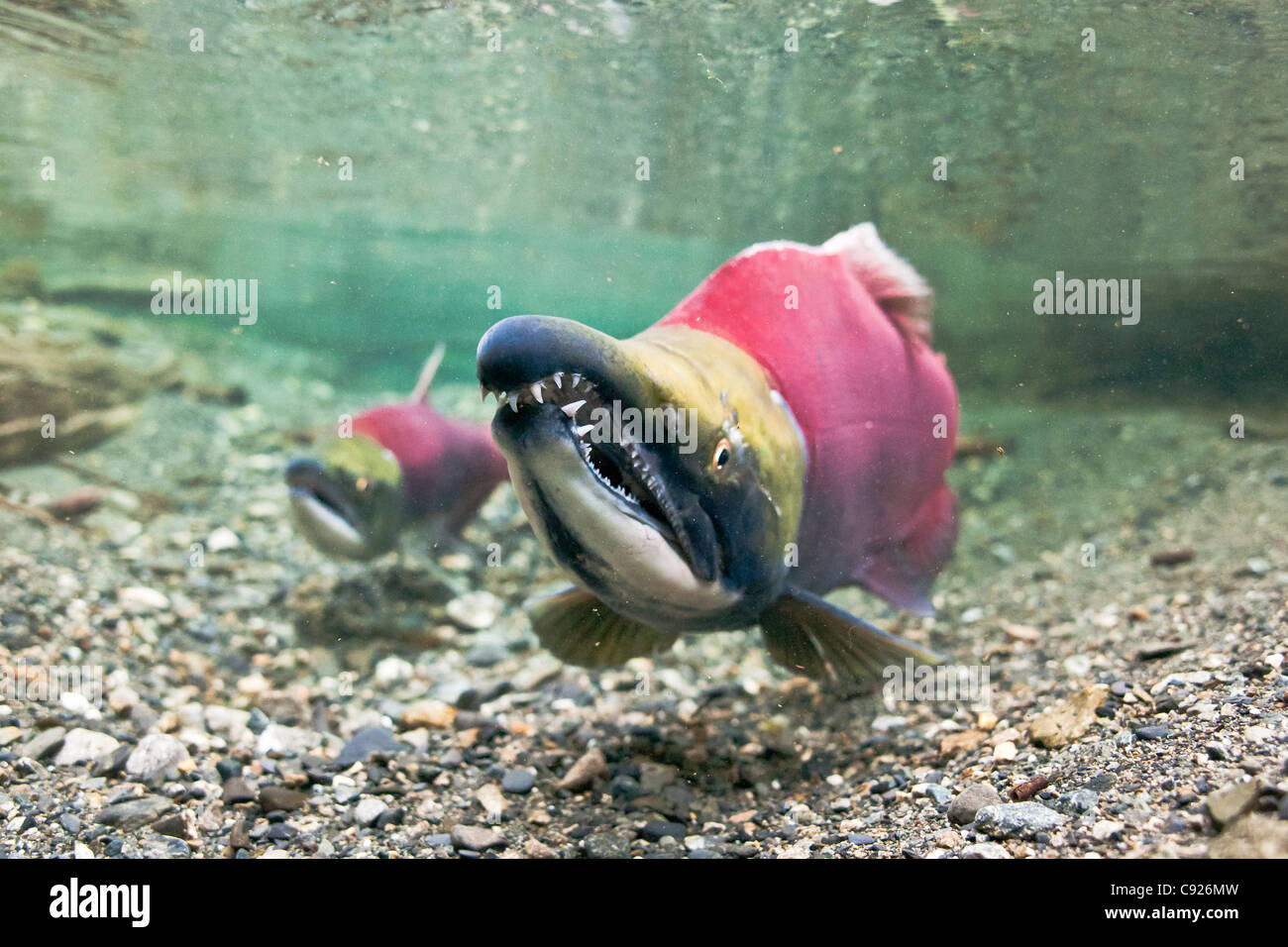 Underwater View Of A Mature Sockeye Salmon Male In Power Creek Copper River Delta Near Cordova 7049