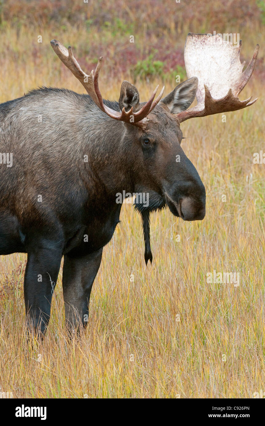 Young adult bull moose stands amongst grasses with its bell visible, Denali National Park, Alaska, Autumn. Digitally Altered Stock Photo