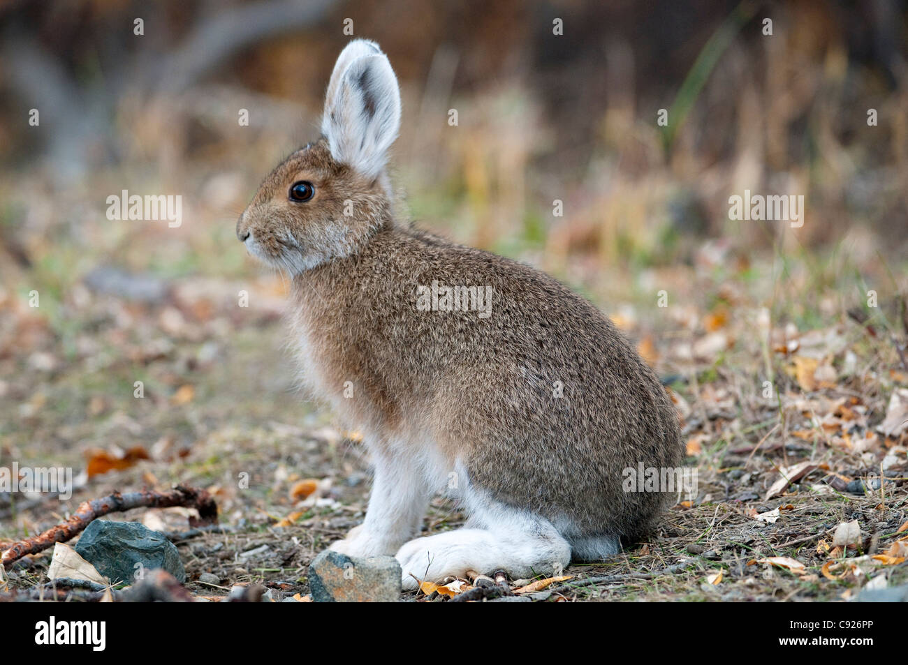 Close up profile of a Snowshoe Hare, Denali National Park, Interior Alaska, Autumn Stock Photo