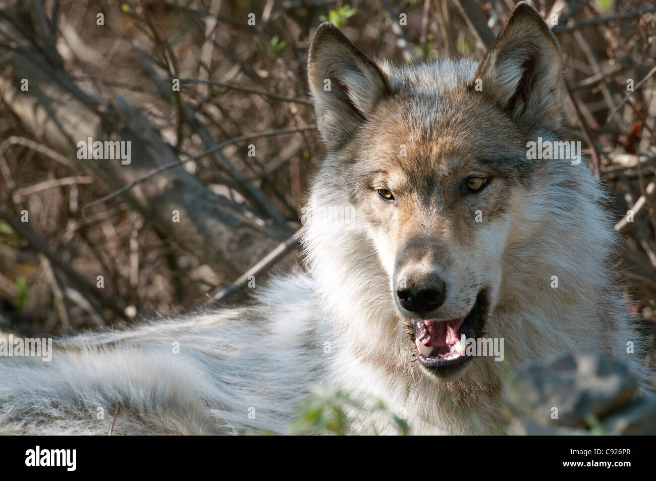Portrait of a yearling wolf from Grant Creek Pack with mouth open while lying in shrubs in Denali National Park, Alaska, Spring Stock Photo