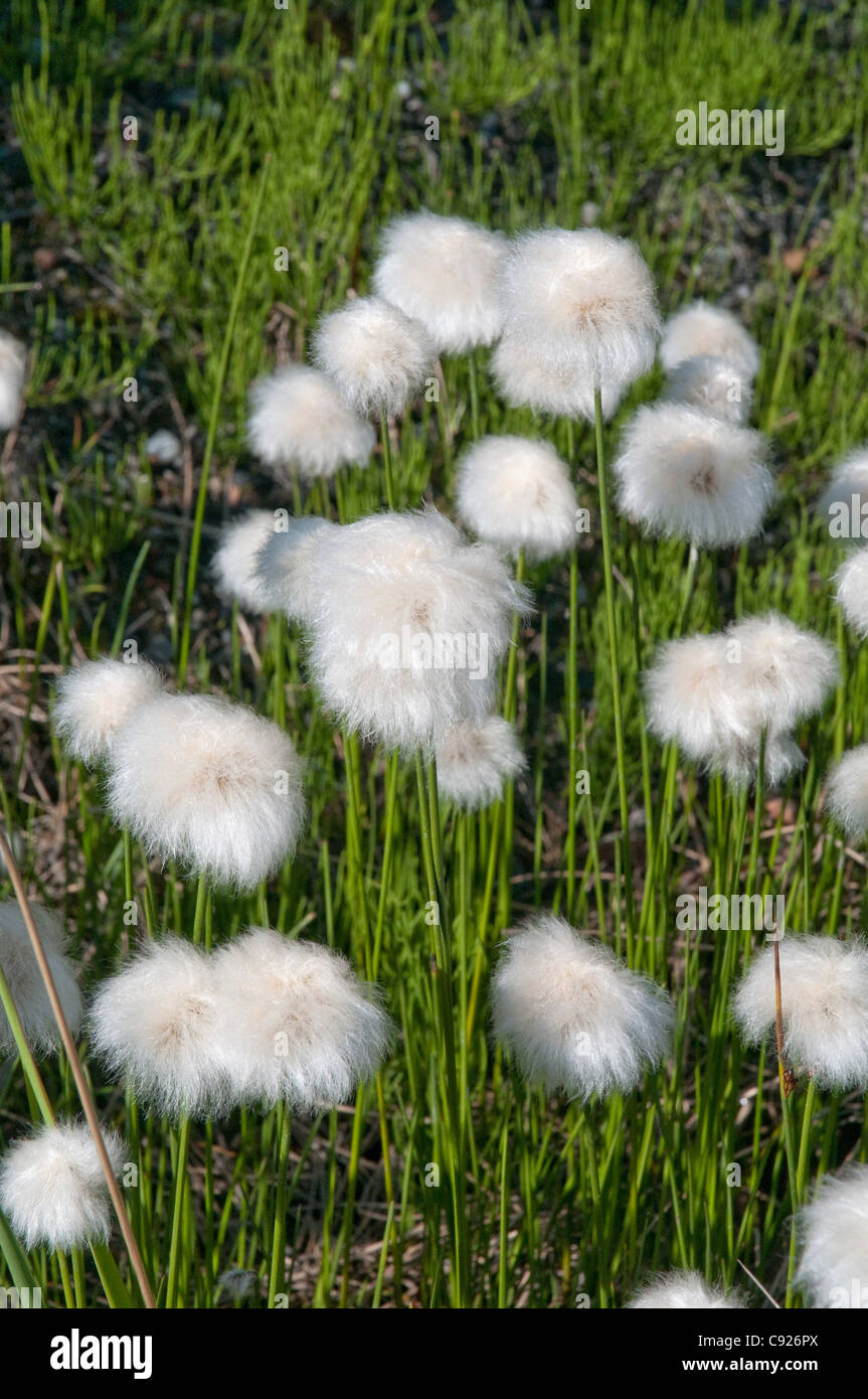 Close up of Cottongrass in Denali National Park, Interior Alaska, Summer Stock Photo